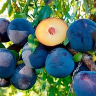 Саджанець Слива диплоїдна Блю Кармен в контейнері